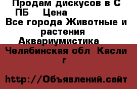 Продам дискусов в С-ПБ. › Цена ­ 3500-4500 - Все города Животные и растения » Аквариумистика   . Челябинская обл.,Касли г.